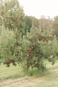 An apple tree full of apples at Scott's Orchard | Photo by Jessica Lee Photography