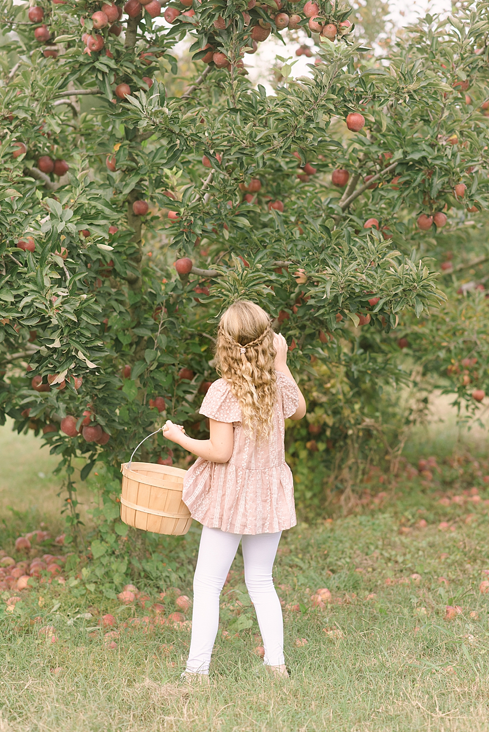 Young girl in peach top picking apples at Scotts Orchard | Photo by Jessica Lee Photography