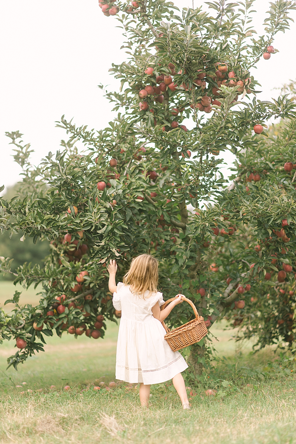 Little girl picking apples in a cream colored dress | Photo by Jessica Lee Photography