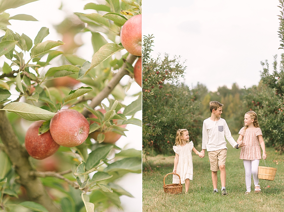Ripe apples on the tree at Scotts Orchard | Photo by Jessica Lee Photography
