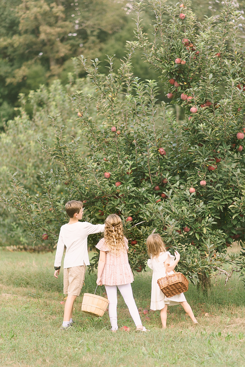 Family picking apples together at Scotts Orchard | Photo by Jessica Lee Photography